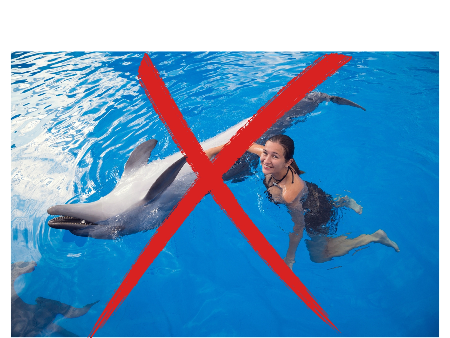 say no to captive animal encounters