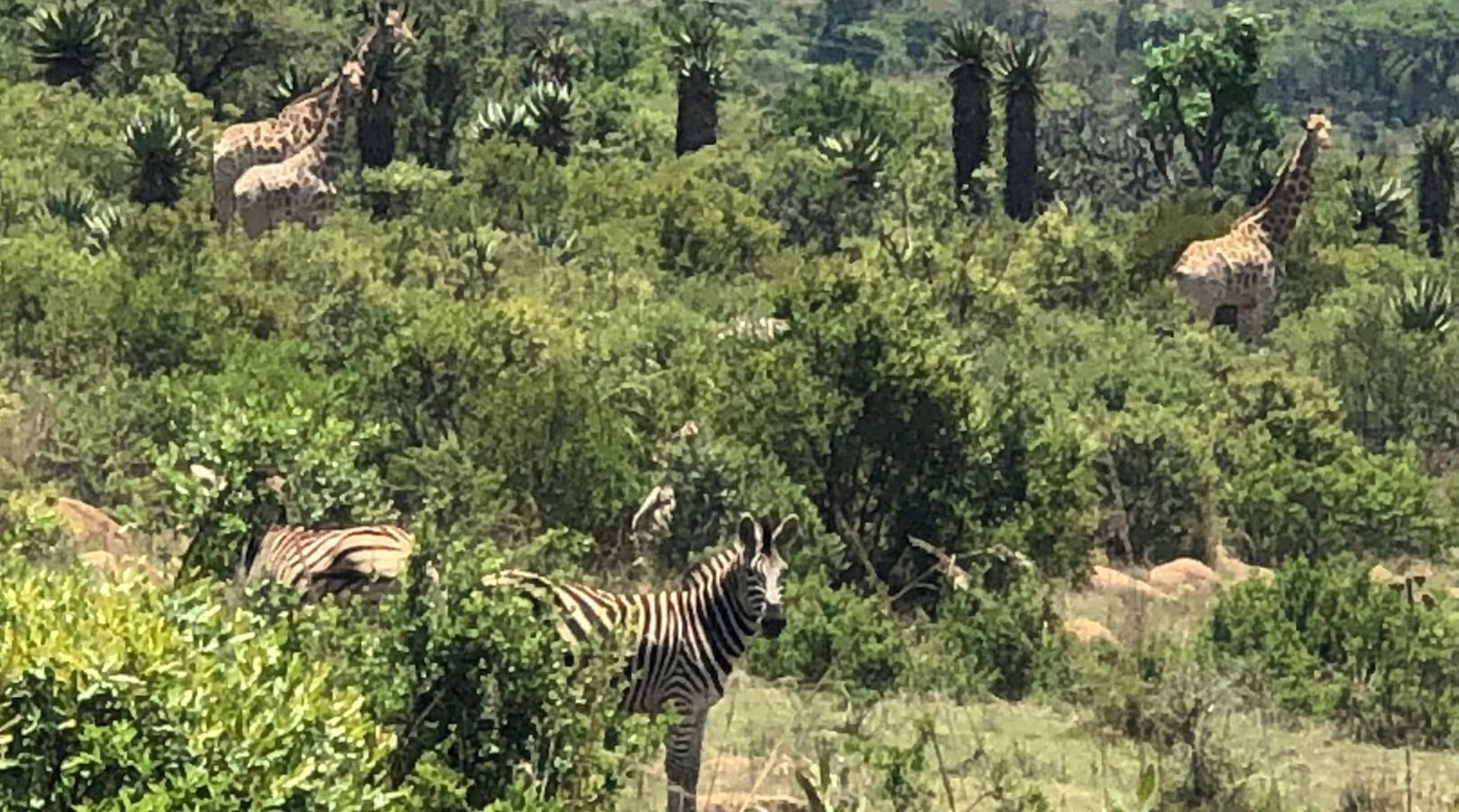 Fugitives' Drift Lodge Wildlife