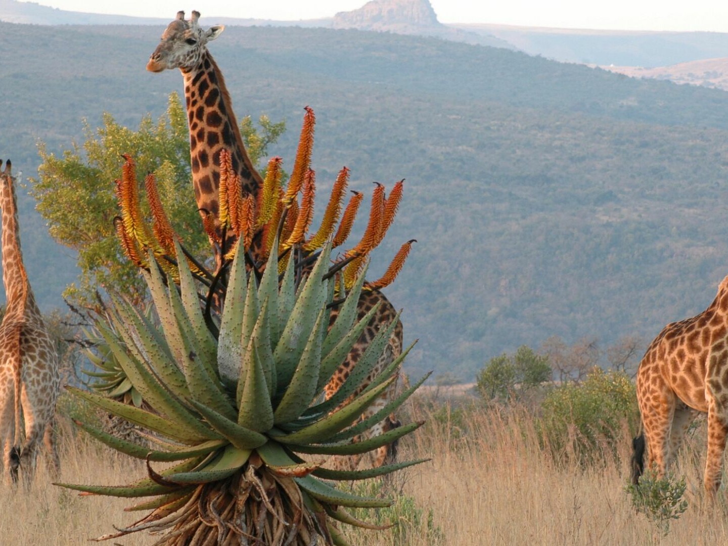 Fugitives' Drift Wildlife