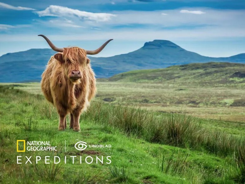 Scottish Highland cow in a green field.