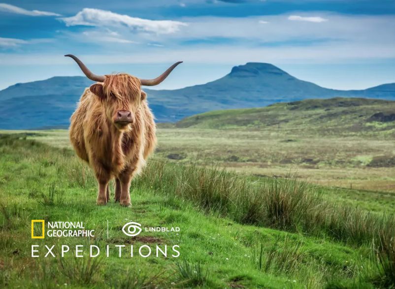 Scottish Highland cow in a green field.